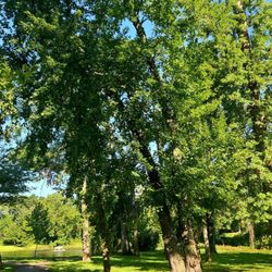 Meisel Park