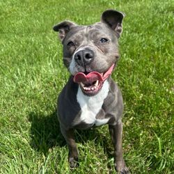 Veterinary Center Of Liberty - Bailey is a real fan of the clinic!