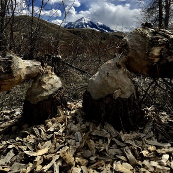 Mountain Man Guiding - Beaver food! - Historical Tours Near Me - Livingston, Montana Mountain Man Guiding - Beaver food! - Historical Tours Near Me - Livingston, Montana