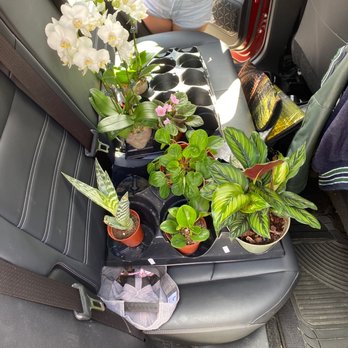 Tall Plants - Beautiful plants:) - Nurseries & Gardening Near Me - Houston, Texas Tall Plants - Beautiful plants:) - Nurseries & Gardening Near Me - Houston, Texas