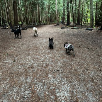 TailTrails with Alice - Pet Sitting Near Me TailTrails with Alice - Pet Sitting Near Me