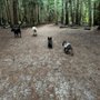 Photo of TailTrails with Alice