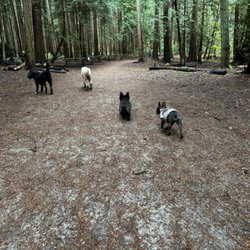 TailTrails with Alice