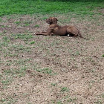 Joyful PawZ Pet Services - Great training and doggy daycare - Dog Walkers Near Me Joyful PawZ Pet Services - Great training and doggy daycare - Dog Walkers Near Me
