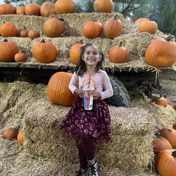 Live Oak Canyon Pumpkin Patch and Christmas Tree Farm - Christmas Trees Near Me - Redlands, California Live Oak Canyon Pumpkin Patch and Christmas Tree Farm - Christmas Trees Near Me - Redlands, California