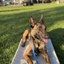 Photo of The Canine Element