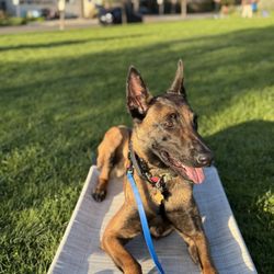 The Canine Element