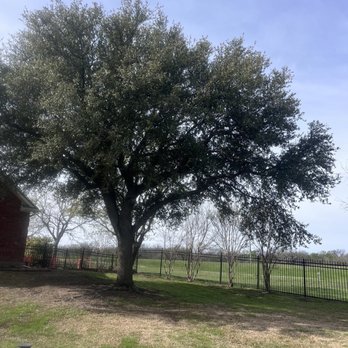 Galvan Tree Service - Tree Services Near Me - Balch Springs, Texas
