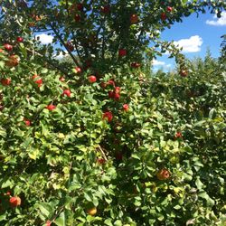 Woodstock Country Orchard - Lots of yummy Honeycrisp apples!