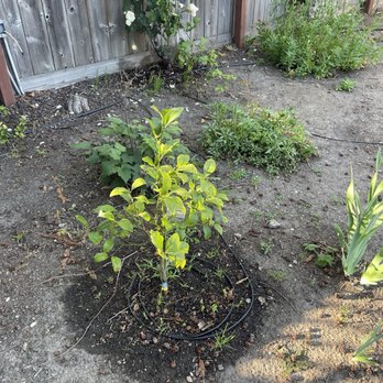 Green Sunsets - Drip tubing coiled around lemon tree (this was taken a year after installation). - Irrigation Near Me