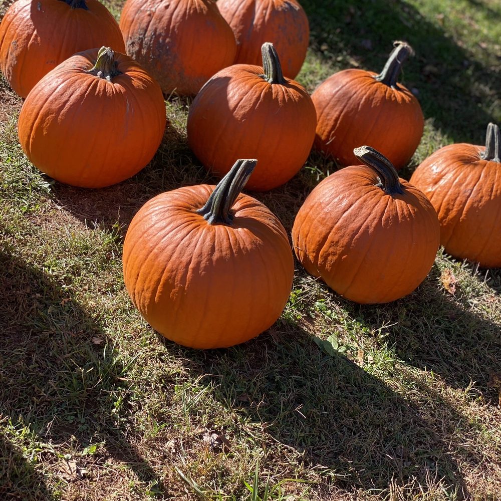 Bradley's Pumpkin Patch - Pumpkin Patches Near Me - Dawsonville, Georgia Bradley's Pumpkin Patch - Pumpkin Patches Near Me - Dawsonville, Georgia