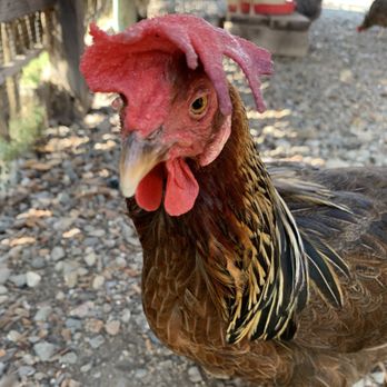 Truett Hurst - The Rooster has a stylin' hipster 'do! Coolest chicken in the county. - Wine Tasting Room Near Me - Healdsburg, California Truett Hurst - The Rooster has a stylin' hipster 'do! Coolest chicken in the county. - Wine Tasting Room Near Me - Healdsburg, California