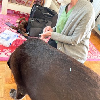Well Whiskers - Veterinarians Near Me Well Whiskers - Veterinarians Near Me