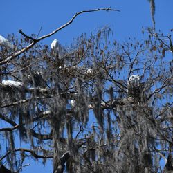 DJ’s Kayak Rentals - Egret rookery in cypress groves