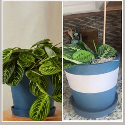 Bloomscape - plant pots- wrong one