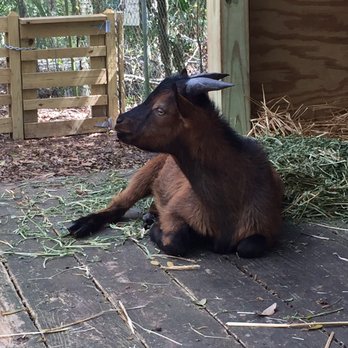 Tree Hill Jacksonville's Nature Center - Goats - Parks Near Me - Jacksonville, Florida