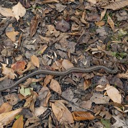 darlington trail - You might see garter snakes near the creek. (They won't hurt you.)