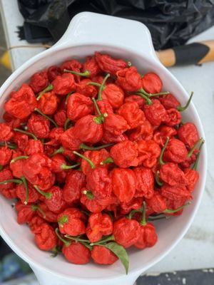 PuckerButt Pepper Co by null