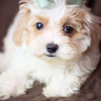 Top Dog Pet Spa - This is Bella! - Pet Groomers Near Me - Hurricane, West Virginia Top Dog Pet Spa - This is Bella! - Pet Groomers Near Me - Hurricane, West Virginia