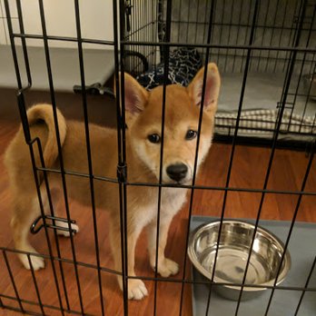 Puppy For Me - 1st picture taken of my Shiba.  This is the first day he got home from Taipei -- he gobbled all his kibbles in record time. - Pet Breeders Near Me