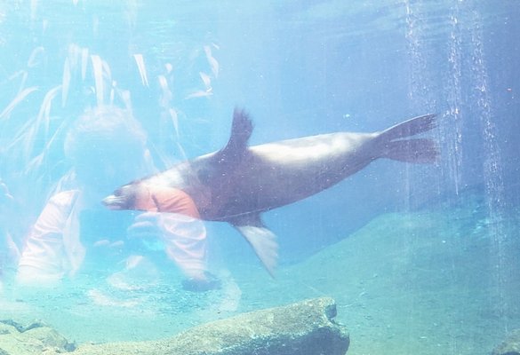 Auckland Zoo by null