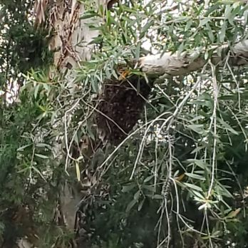Oc Bee Guy - Swarm of 3000+ bees hanging on our backyard tree branch. - Pest Control Near Me - Anaheim, California Oc Bee Guy - Swarm of 3000+ bees hanging on our backyard tree branch. - Pest Control Near Me - Anaheim, California