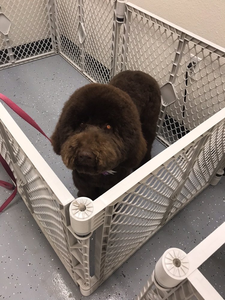 vca mccormick animal hospital