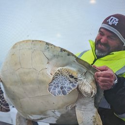 Cold stunned turtle rescue Cold stunned turtle rescue