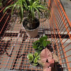 The Home Depot - A little therapy.... Plant shopping