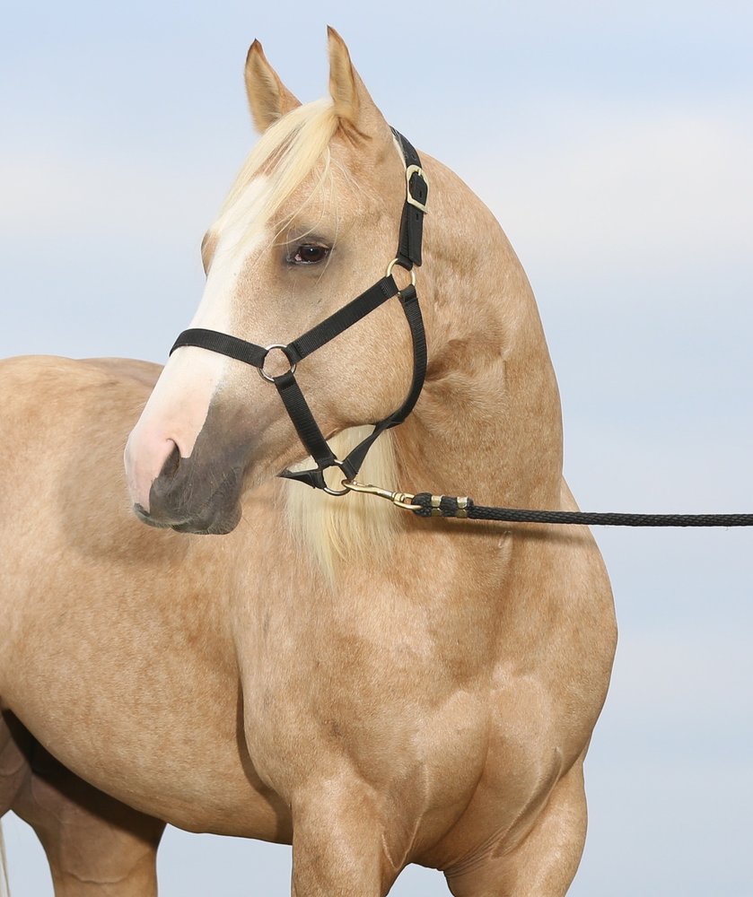 BT REINERS 17 Photos 326 Turkey Farm Rd, Whitesboro, Texas Horse