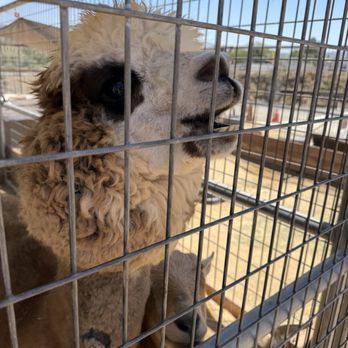 Sugarplum Zoo - My fav animal there, the Alpaca - Chocolatiers & Shops Near Me - Temecula, California