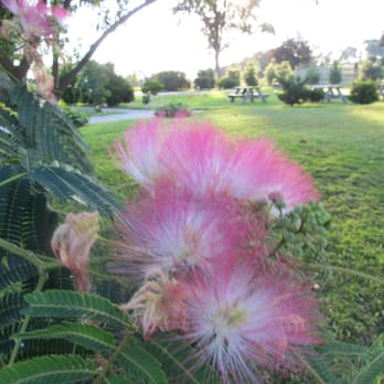 Fort Totten Park - Mimosa tree at Fort Totten - Parks Near Me - Bayside, New York