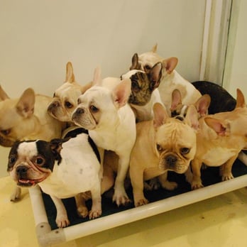 Happy Dogs - Frenchie Mania - Pet Groomers Near Me - Brooklyn, New York Happy Dogs - Frenchie Mania - Pet Groomers Near Me - Brooklyn, New York