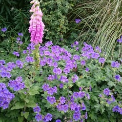 Ednam House Hotel Nrs - Gardens