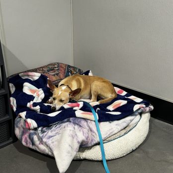 Humane Society - Animal Shelters Near Me - Tampa, Florida