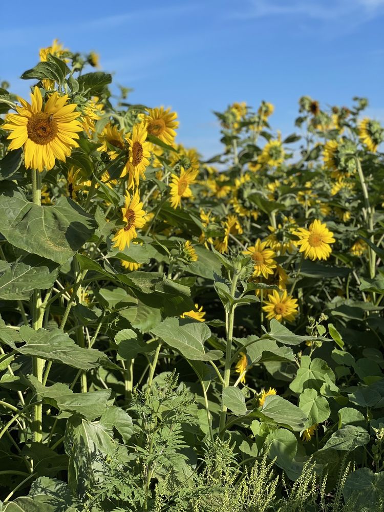 SUNFLOWERS OF SANBORN Updated August 2024 139 Photos & 30 Reviews