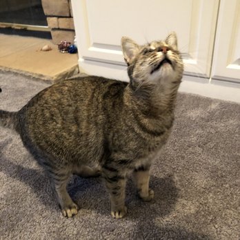 You Lucky Cat - Pet Sitting Near Me You Lucky Cat - Pet Sitting Near Me