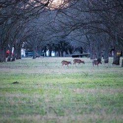 Frio Pecan Farm Log Cabins & Rv Park