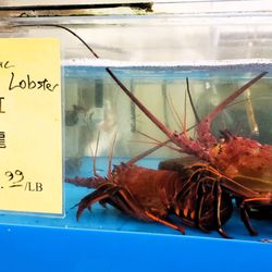 Star Lobster Seafood Market - As of Jan 2024