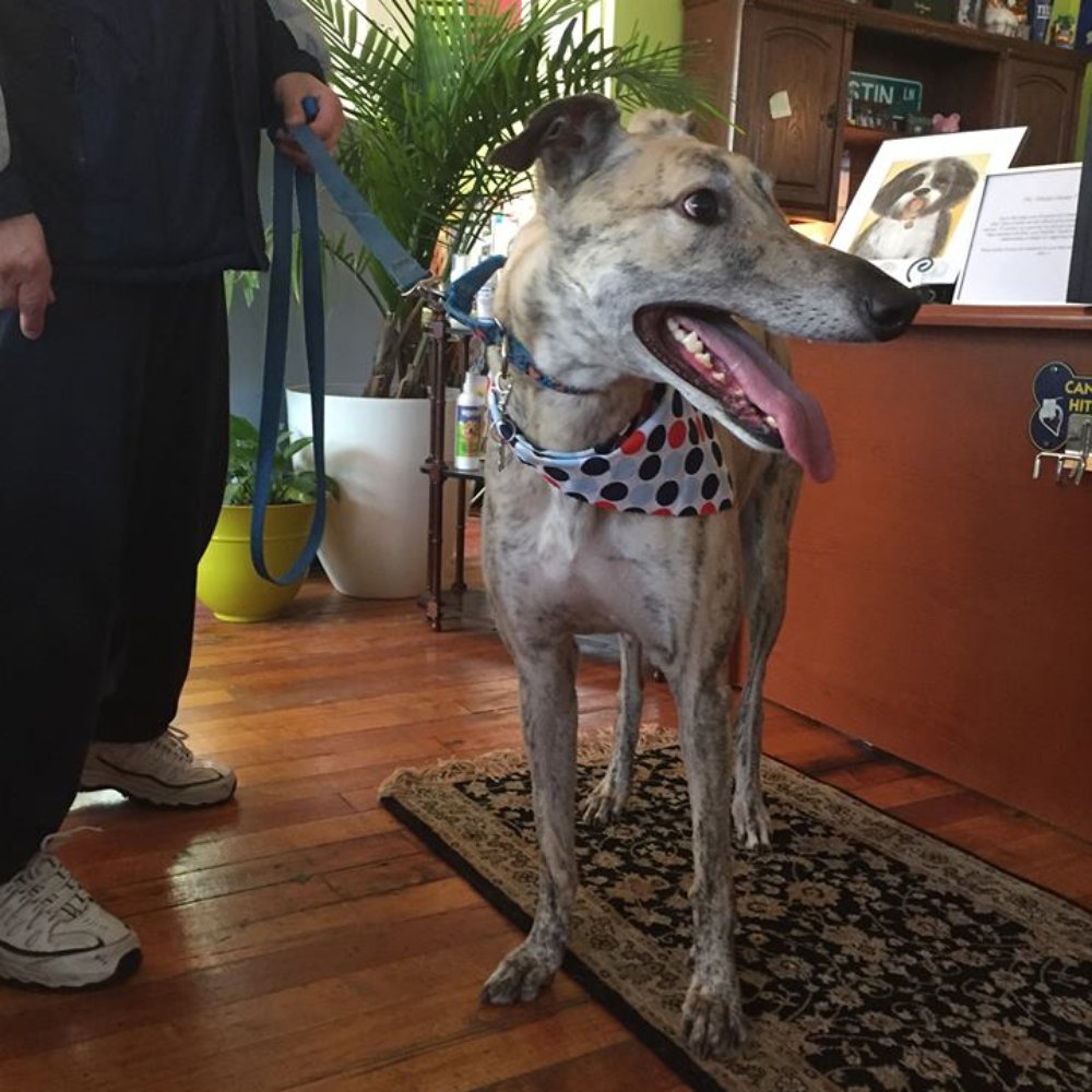 Clean and happy greyhound after a treatment at Dirty Tails! Clean and happy greyhound after a treatment at Dirty Tails!