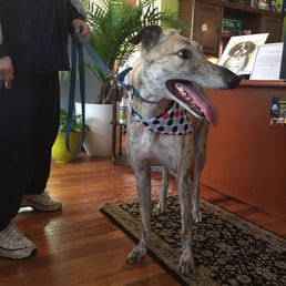 Clean and happy greyhound after a treatment at Dirty Tails! Clean and happy greyhound after a treatment at Dirty Tails!