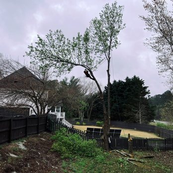 Costeno Tree Services - Tree Services Near Me