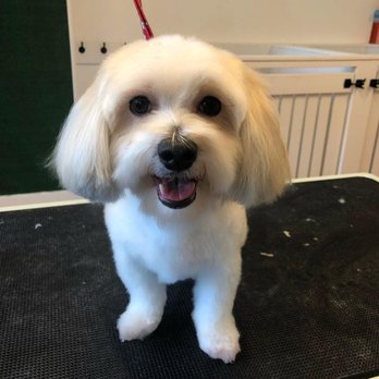 WüF Pet Spa - Murdoc came in for a spaw day - Pet Groomers Near Me - Cincinnati, Ohio WüF Pet Spa - Murdoc came in for a spaw day - Pet Groomers Near Me - Cincinnati, Ohio