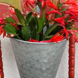 Southwest Cactus