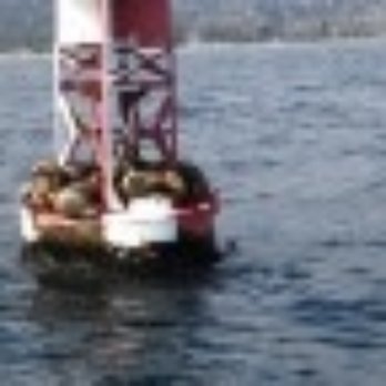 Channel Islands Sportfishing - Seals sunning on a buoy - Fishing Near Me - Oxnard, California Channel Islands Sportfishing - Seals sunning on a buoy - Fishing Near Me - Oxnard, California