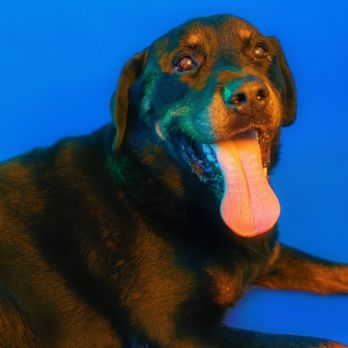 La Fin Veterinary - Pet Cremation Services Near Me La Fin Veterinary - Pet Cremation Services Near Me