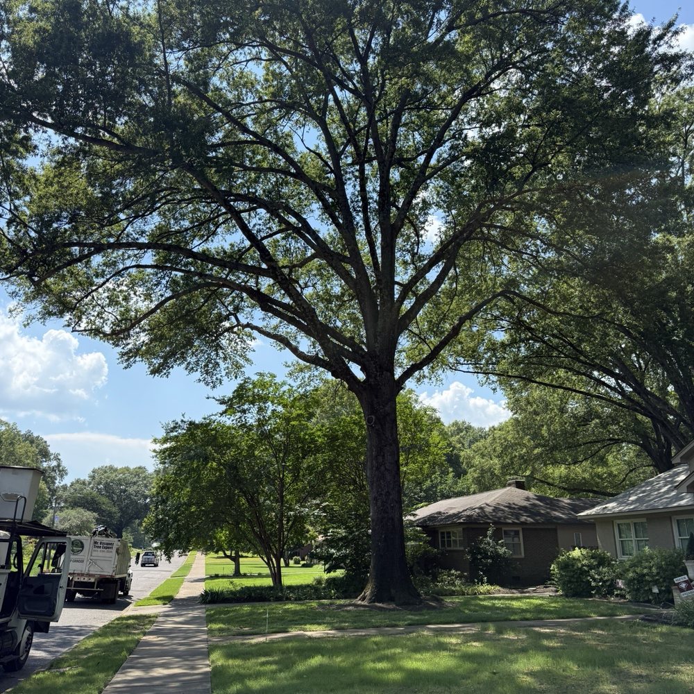 Vasquez Tree Service - Trimmed new growth and shaped and lifted limbs. - Tree Services Near Me Vasquez Tree Service - Trimmed new growth and shaped and lifted limbs. - Tree Services Near Me