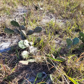 Lake Louisa State Park - Wild cactus - Parks Near Me - Clermont, Florida