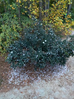 Cape Fear Botanical Garden by null