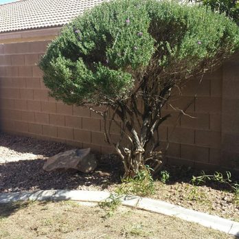 Treepro - Tree Services Near Me - Las Vegas, Nevada Treepro - Tree Services Near Me - Las Vegas, Nevada